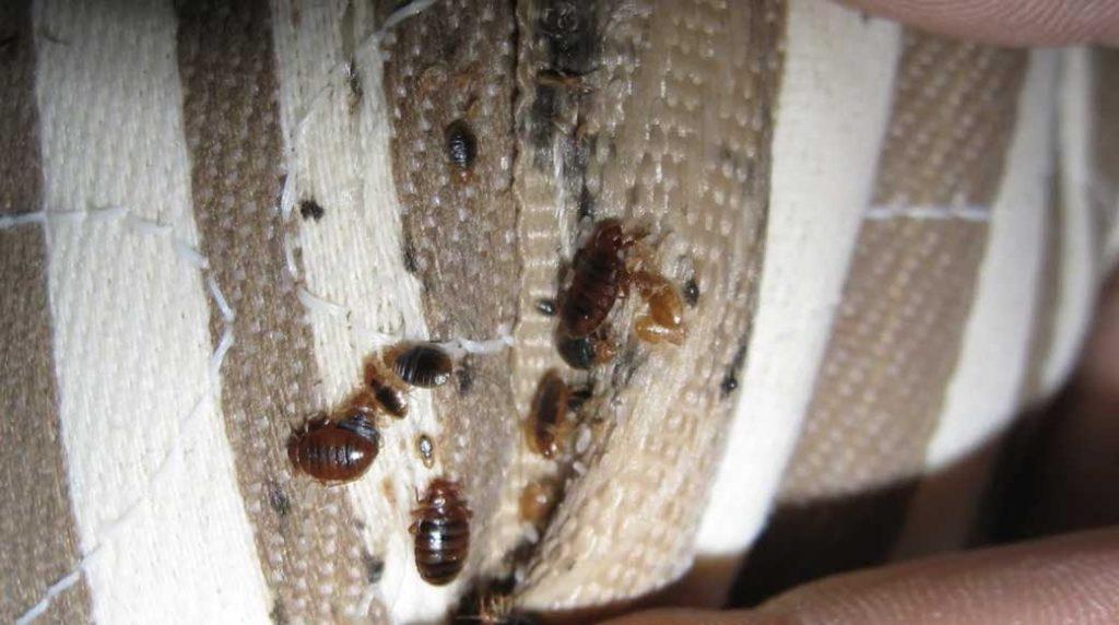 колония клопов