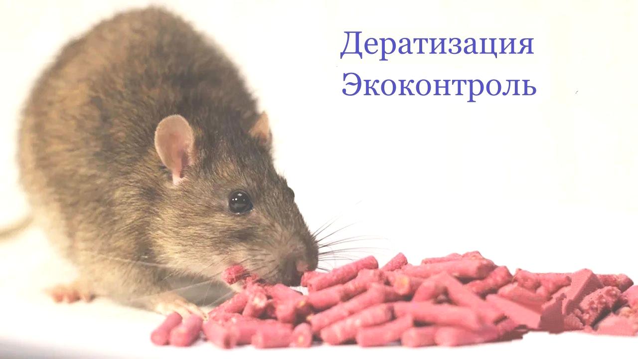 Как избавиться от крыс в частном доме? Как избавиться от крыс в частном доме?