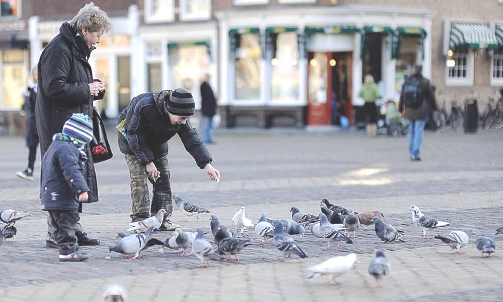 городские птицы городские птицы