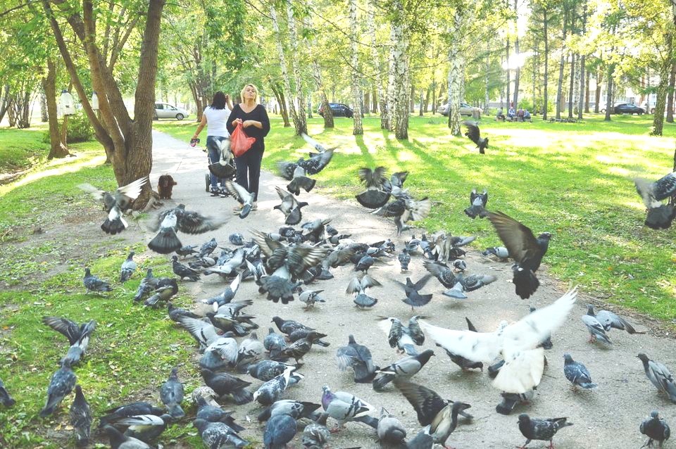 заболевания от птиц заболевания от птиц