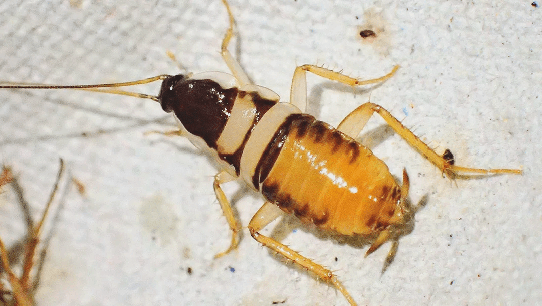 мебельный таракан