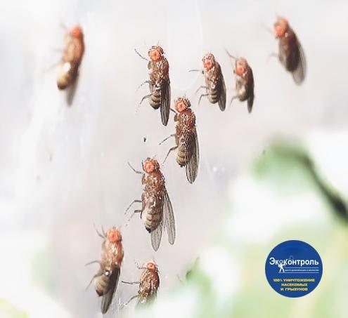 Как избавиться от мошек на кухне Как избавиться от мошек на кухне