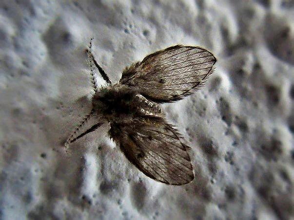 кухонные мошки кухонные мошки